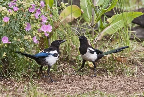 Magpie - youngsters feeding on ants - Bedfordshire UK 11084