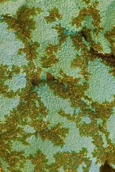 Malachite on Chrysocolla - Close-up of mineral specimen - Congo - Africa
