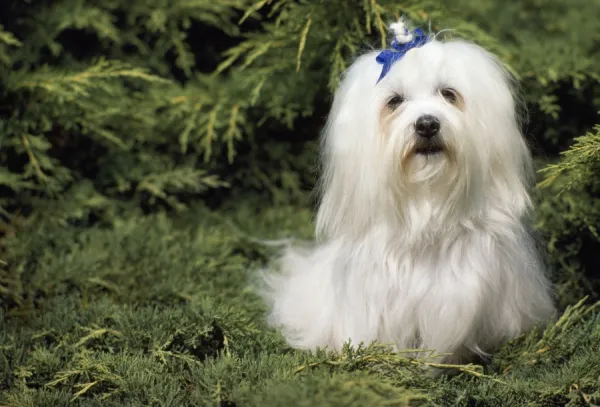 Maltese Terrier Dog