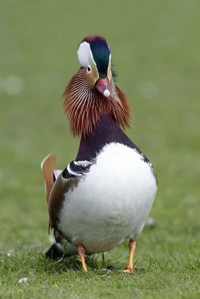 Mandarin Duck - drake displaying to duck during breeding season - Hessen - Germany