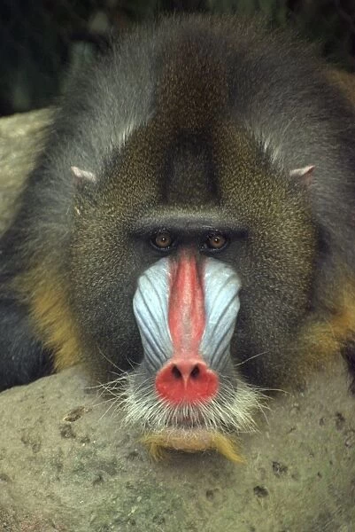 Mandrill, male, West Africa