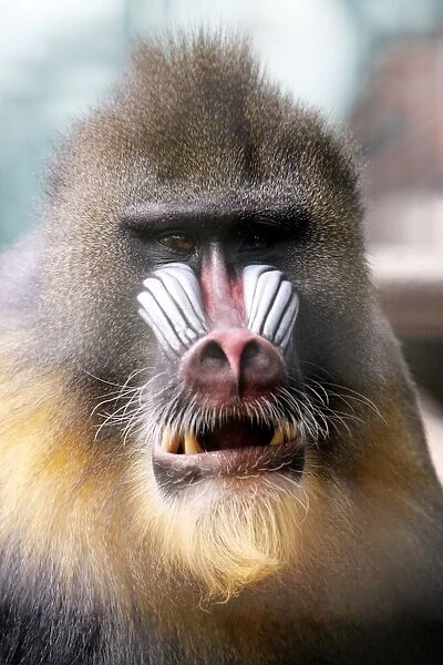 Mandrill - portrait of male, chewing food, distribution - Africa, Cameroon, Congo River