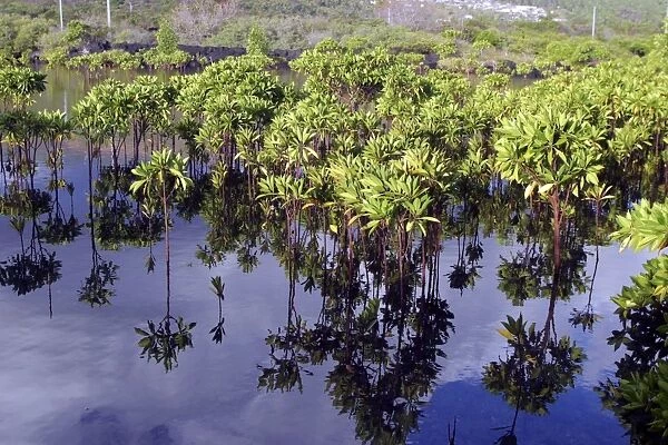 Mangrove Grande Comore Indian Ocean