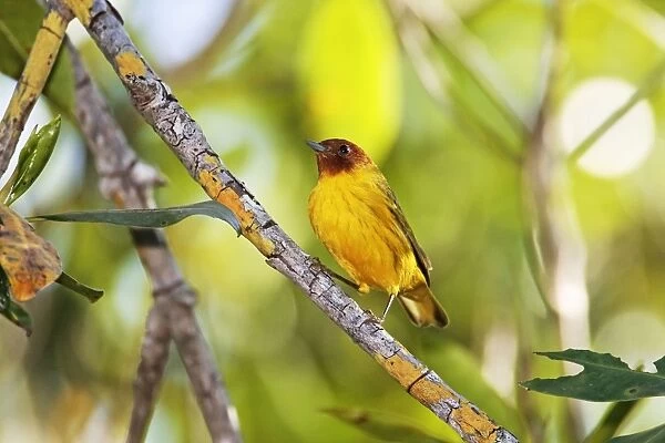 Mangrove Warbler, is one of a number of subspecies of the Yellow Warbler which are found in Mexico and rarely in extreme south U. S. Nayarit Mexico in March
