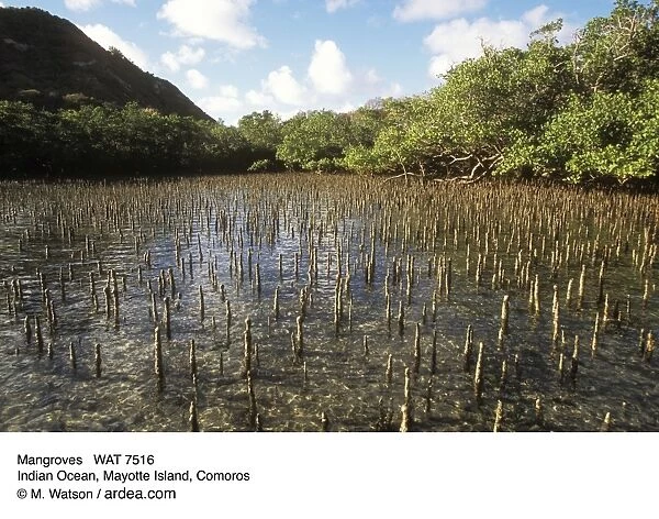 Mangroves WAT 7516 Indian Ocean, Mayotte Island, Comoros © M. Watson  /  ardea. com