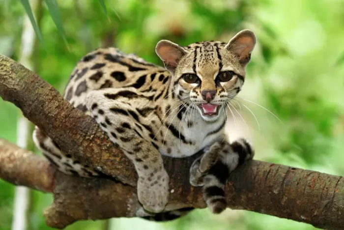 Framed Print : Margay Print, Felis wiedii Framed Print : Margay Print, Felis wiedii