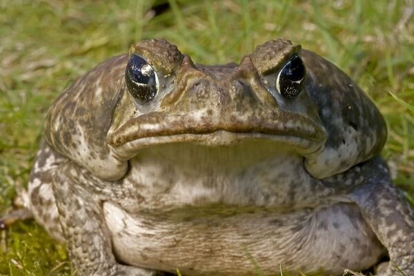 Marine  /  Cane Toad - Native to South and Central America - Produces toxic skin secretions from paratoid gland - Introduced to Australia and has reached pest proportions