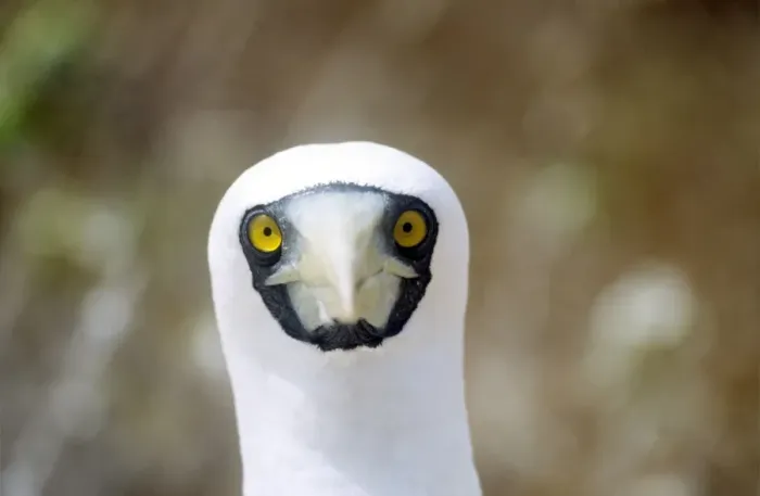 Framed Print : Masked Booby Head Print