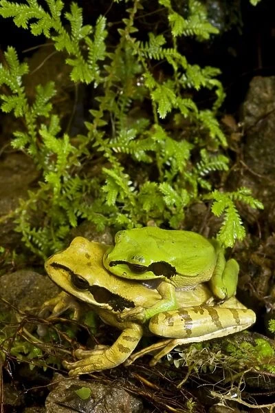 Masked Tree Frog  /  Treefrog - pair in amplexus - Tropical Rainforest - Costa Rica
