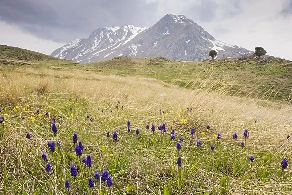 Mass of Grape Hyacinths - on mount Calbali, in the Bey Dagi mountains, south Turkey