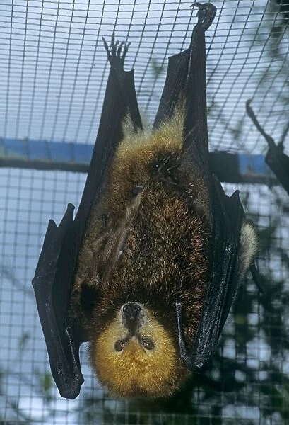 Mauritian flying fox - hanging from cage roof 