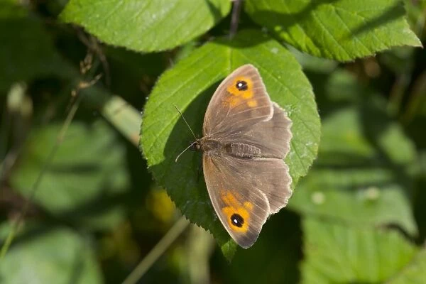 Meadow Brown Butterfly - UK
