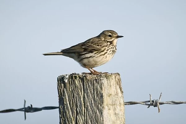 Meadow Pipit - on fence post - North Uist - Outer Hebrides