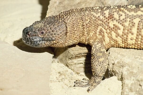Mexican Beaded Lizard - venemous