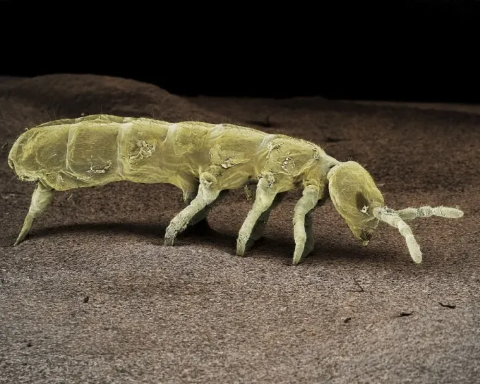 Framed Print : Springtail Print, Collembola Order, SEM Image Framed Print : Springtail Print, Collembola Order, SEM Image