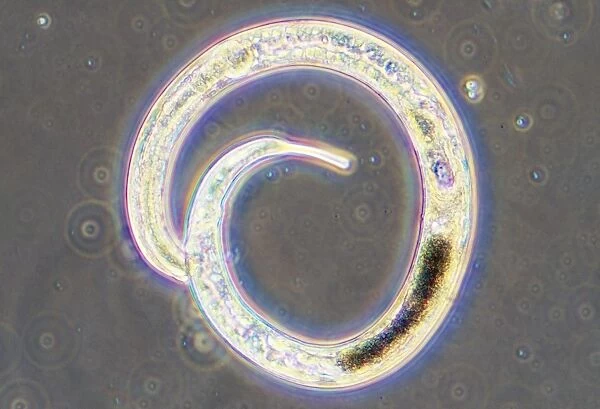 Microscopic File Nematode Worm From sediment of garden pond, also found inl film of water in soil, UK