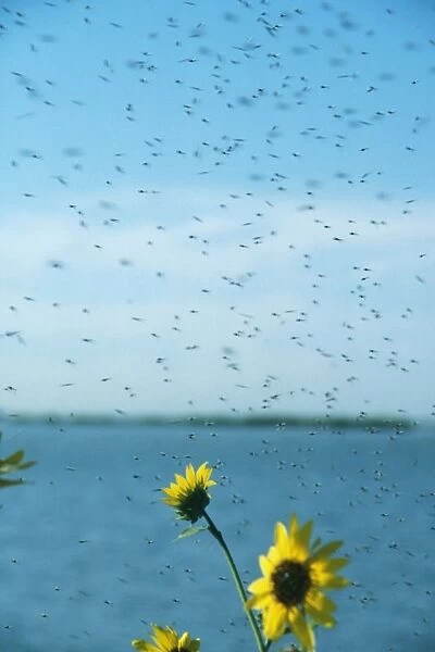 Midges PM 6450 Swarm emerging from lake Chiconomidae © P. Morris  /  ARDEA LONDON