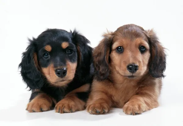 Minature Long-haired Dachshund - puppies