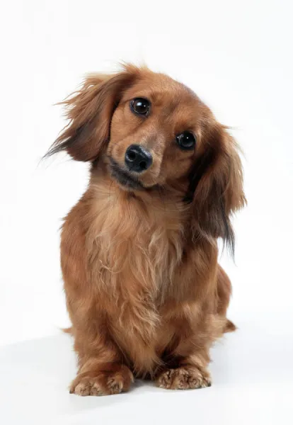 Miniature Long-haired Dachshund Dog