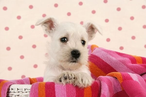 Miniature Schnauzer Dog - puppy (6 weeks old) in basket