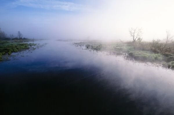 Mist - rising from river in White Memorial Foundation, early morning