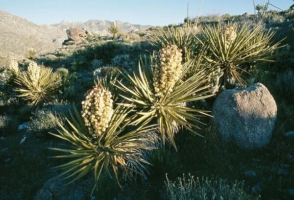 Mohave Yucca South California, USA