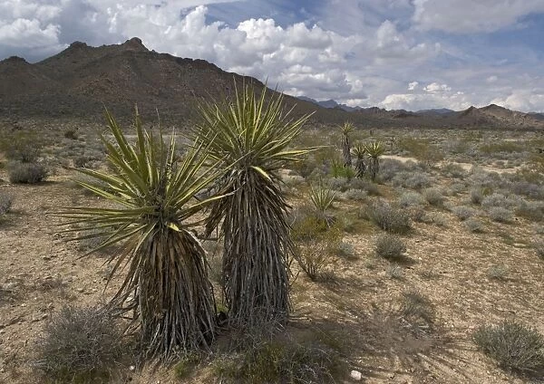 Mojave Yucca - Providence Mountains in background. Mojave National Preserve, California, USA