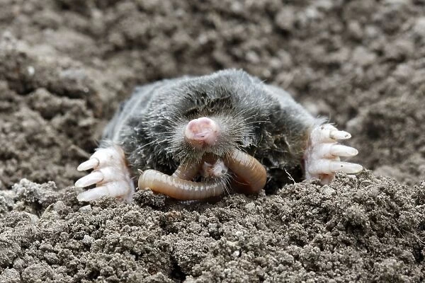 Mole - eating worm. Bay of Somme -Picardie - France