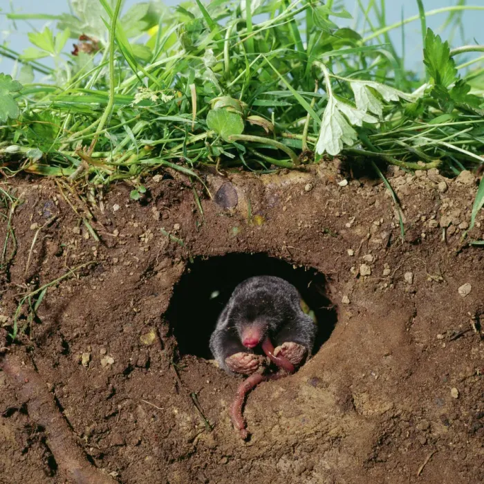 Framed Print : European Mole Print - Underground Scene Framed Print : European Mole Print - Underground Scene