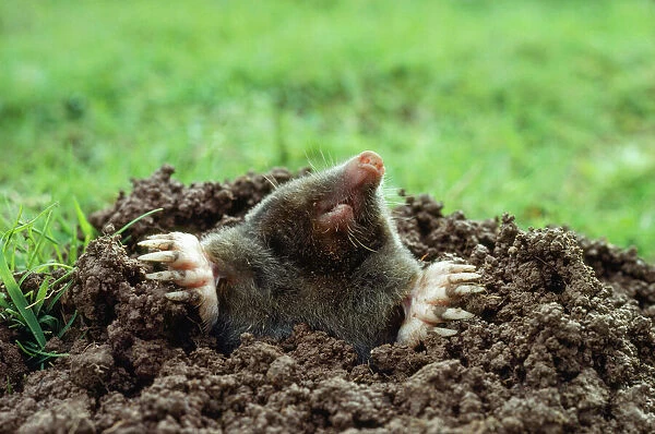 Mole - emerging from hole on surface