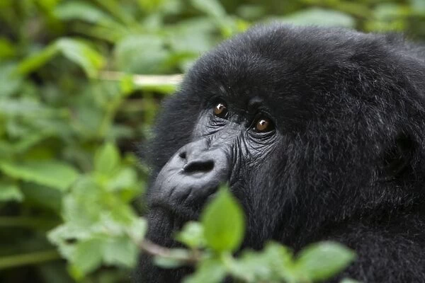 Mountain Gorilla - Virunga Volcanoes National Park - Rwanda. Endangered Species