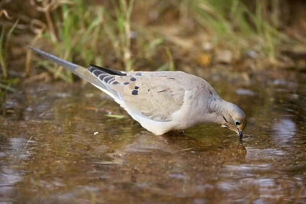 Mourning Dove - Drinking from temporary pool - The common wild dove in North America - Eats seed-waste grain - fruits-insects - Plump fast-flying birds with small heads