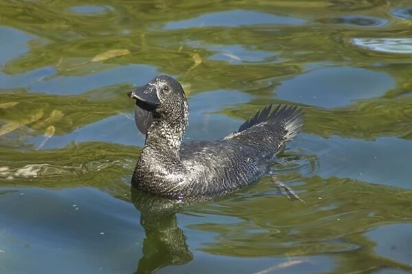 Musk Duck male. Produces musky odour from gland at base of tail. Sedentary and common on lakes and deep swamps. Throat lobe used in courtship. Yanchep National Park, W. Australia