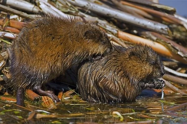 Muskrat - Two together, chiefly aquatic-lives in marshes, edges of ponds, lakes, and streams- moves overland, especially in autumn-feeds on aquatic vegetation, also clams, frogs, and fish on occasion-builds house in shallow water