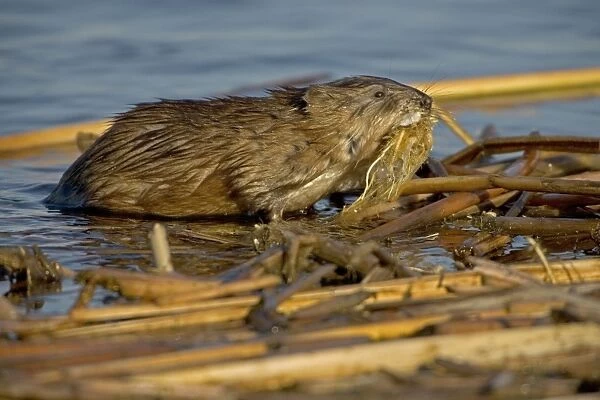 Muskrat - In water, chiefly aquatic-lives in marshes, edges of ponds, lakes, and streams- moves overland, especially in autumn-feeds on aquatic vegetation, also clams, frogs, and fish on occasion-builds house in shallow water, also burrows in banks