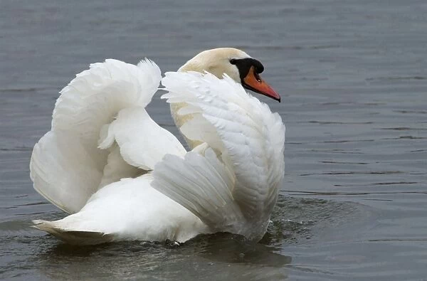 Mute Swan in aggresive pose