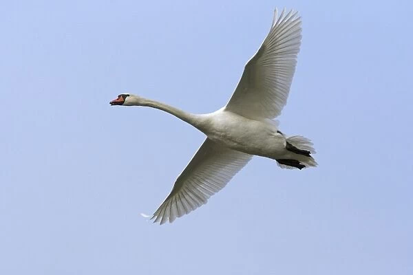 Mute Swan - In flight against pale blue sky