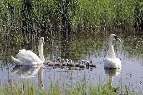 Mute Swans - family in water. Natural reserve of Aiguamolls