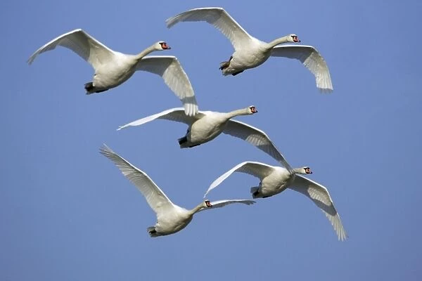 Mute Swans - Flock in flight. Lower Saxony, Germany