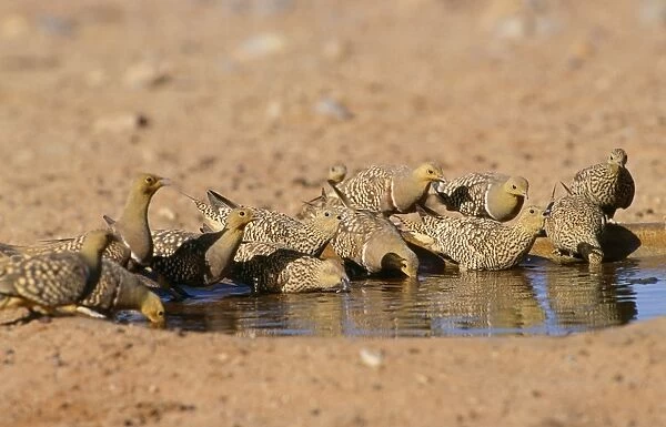 Namaqua Sandgrouse Namibia, Africa
