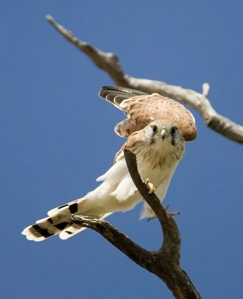 Nankeen Kestrel - Perched on branch. Found throughout most of Australia in a wide variety of habitats. Near Margaret River, Western Australia