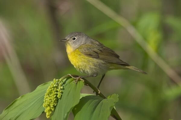 Nashville Warbler - On what is likely a False Solomon's-seal (Smilacina sp. ), Lily family. It hasn't opened yet. May Great Lakes Region, Point Pelee, Ontario, Canada _TPL8094
