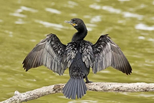 Neotropic Cormorant South Texas