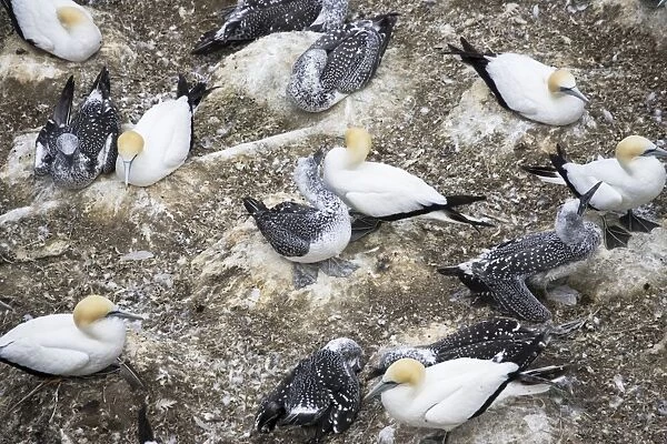 Nesting gannets - with juveniles at Muriwai gannet colony off west coast near Auckland. North Island - New Zealand. Established around 1900 the gannets replace an earlier nesting site for white terms