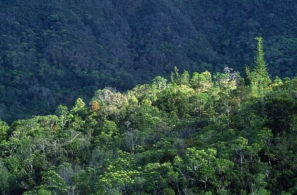 New Caledonia - Pacific Islands - Blue River Regional Park - remaining tropical rainforest habitat of the Kagu (Rhynochetos jubatus) - endemic