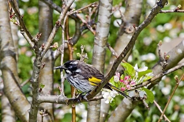 New Holland Honeyeater - common in south-western and south-eastern Australia. Margaret River, Western Australia