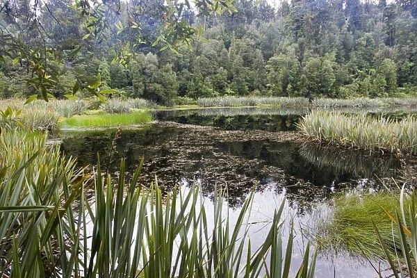 New Zealand - diverse rich wetland habitat. Lake Matheson - South Westland