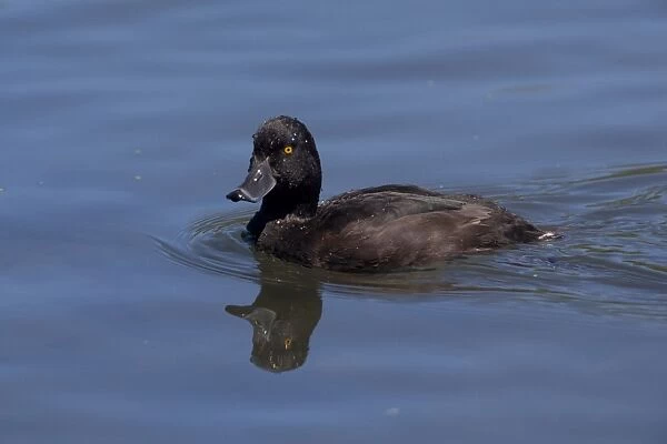 New Zealand Scaup  /  Black Teal - on the water - Groynes Picnic area - Christchurch - New Zealand