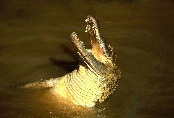 Nile Crocodile With head out of water, mouth open