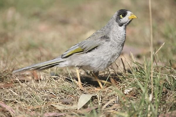 Noisy Miner - On ground In Hobart Botanic Gardens, Tasmania. Found throughout southeast Australia and Tasmania. Inhabits open woodlands and well-vegetated urban areas. Common